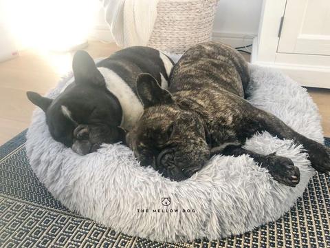 A Simple Guide - How to choose the best dog bed for Your Small, Medium, or Large Dog?