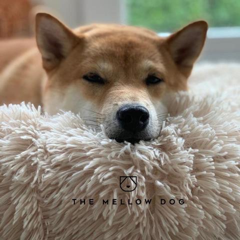 How to Spot Dog Anxiety Symptoms & Help Your Them