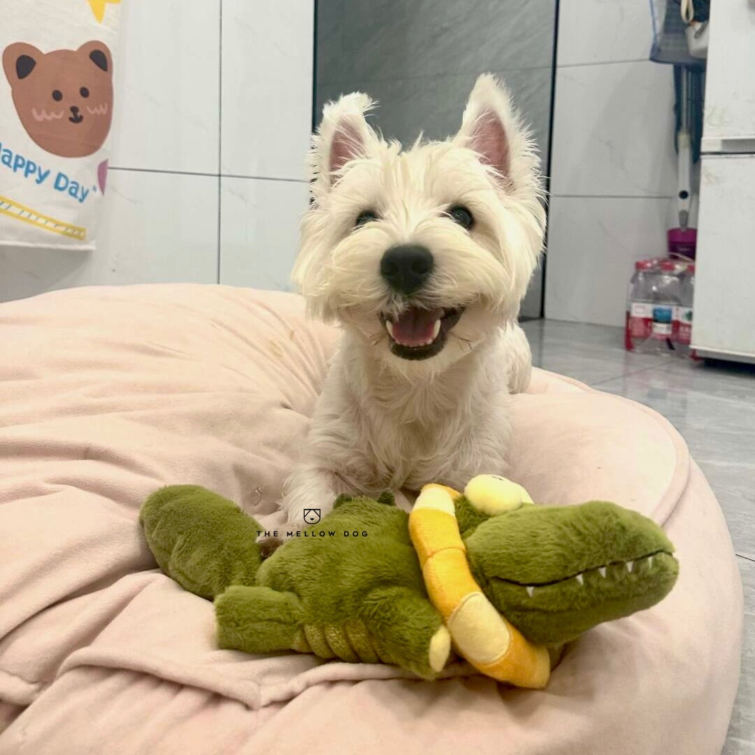 Calming Crocodile