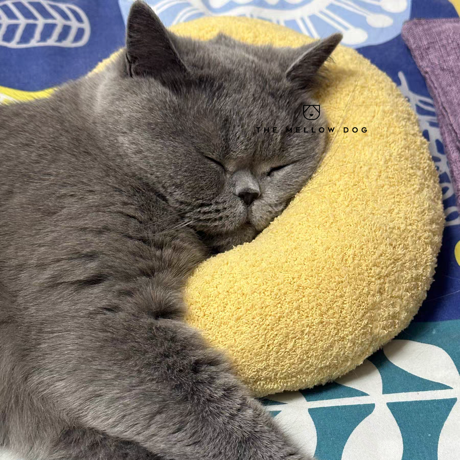 Pillow for cat best sale