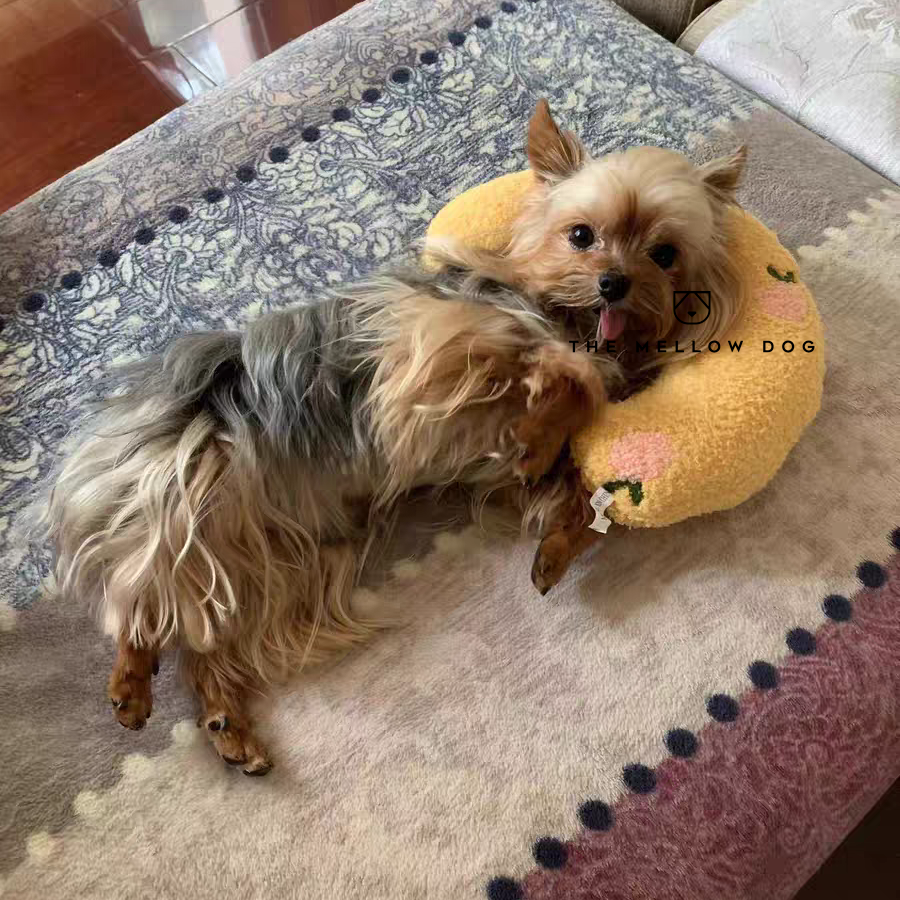 Dog with outlet pillow