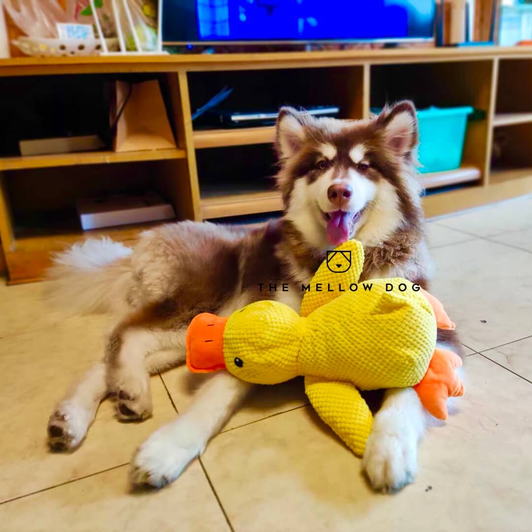 Calming Duck – The Mellow Dog