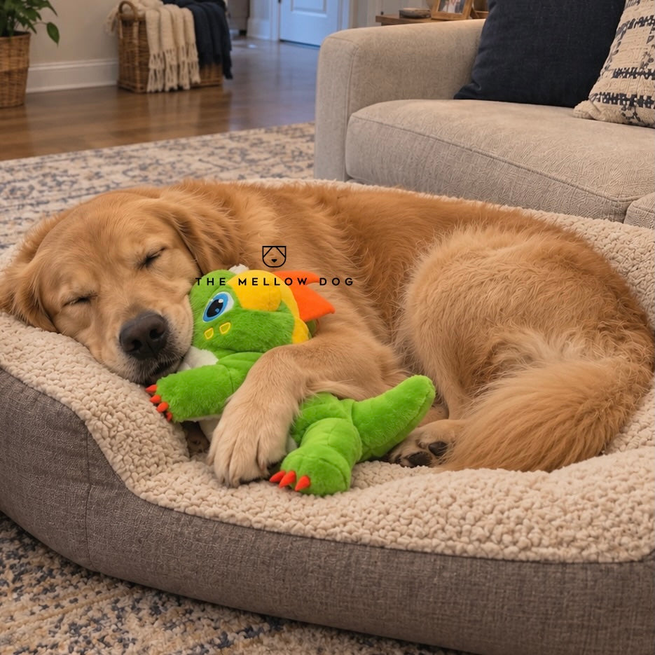 Calming Dinosaur