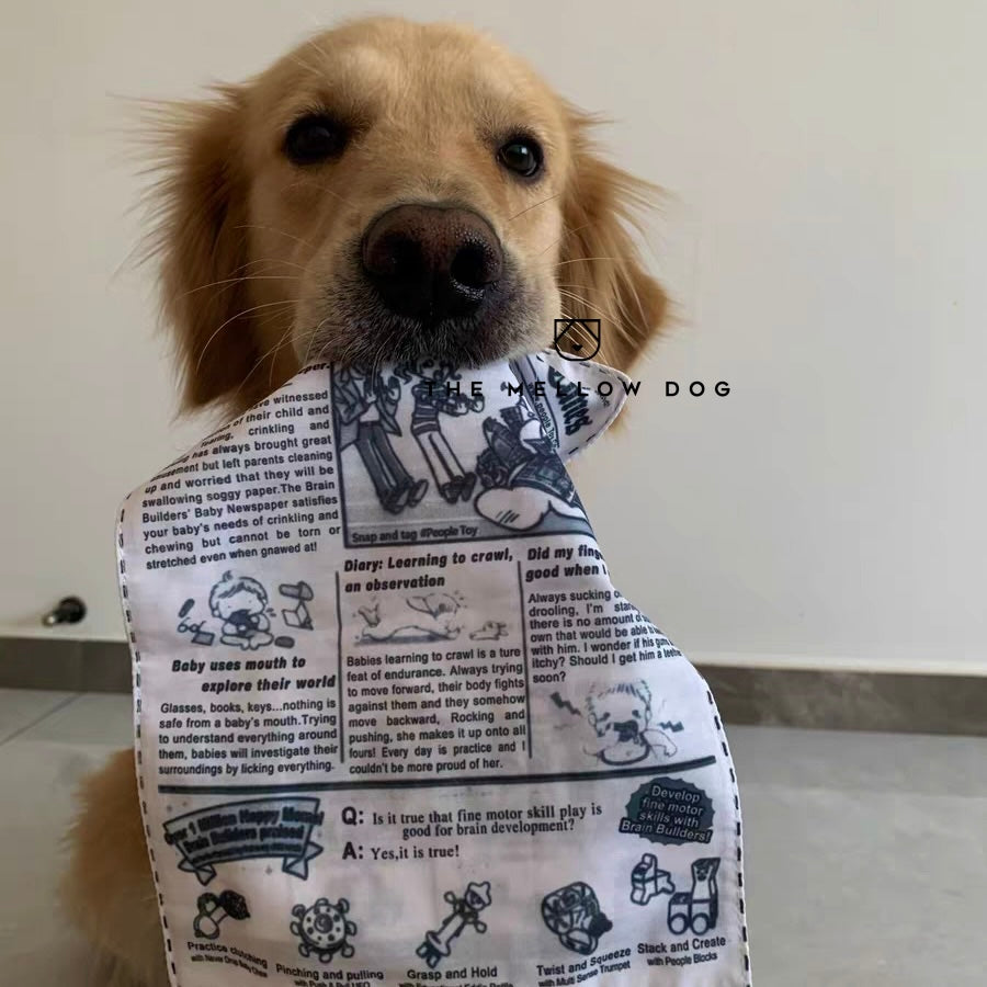The New Dog Times