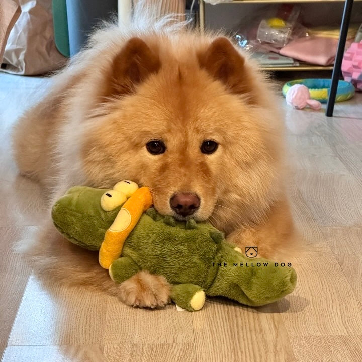 Calming Crocodile