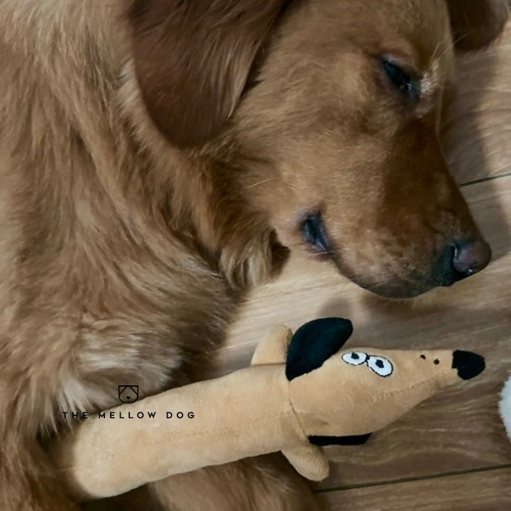 Calming Dachshund