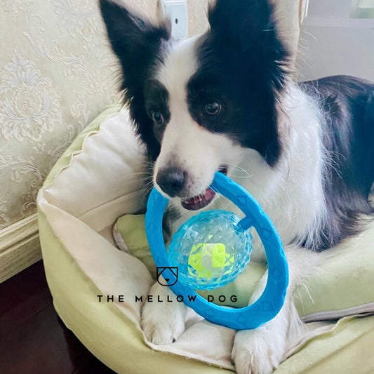 Frisball