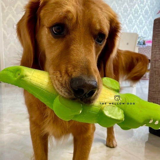 Calming Crocodile
