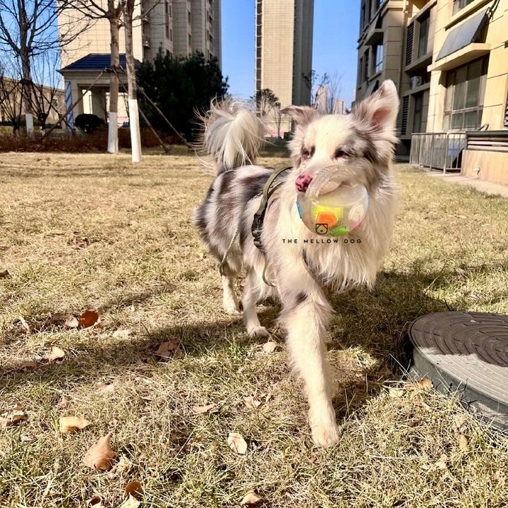 Calming Ball