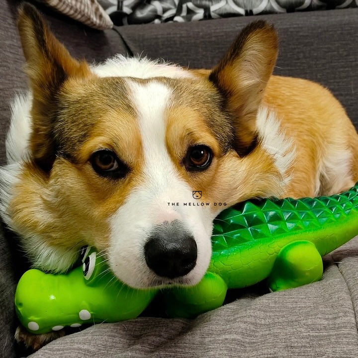 Calming Crocodile