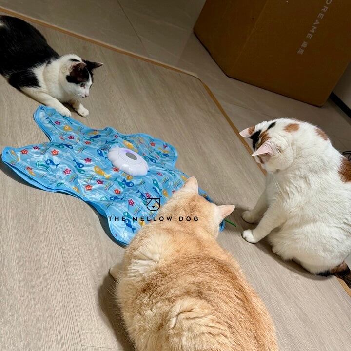 Teasing UFO (Cats)