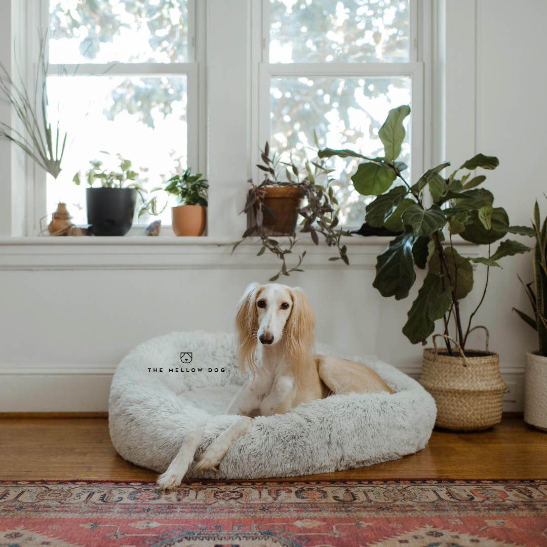 Orthopedic dog bed online