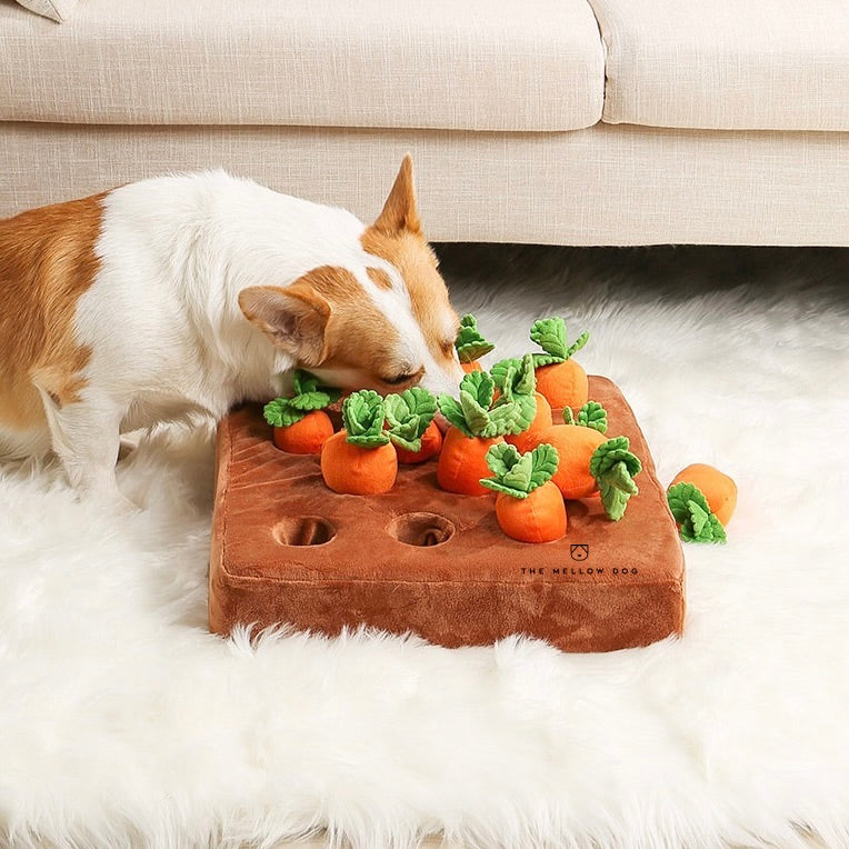 Carrot Farm – The Mellow Dog