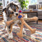 Human Dog