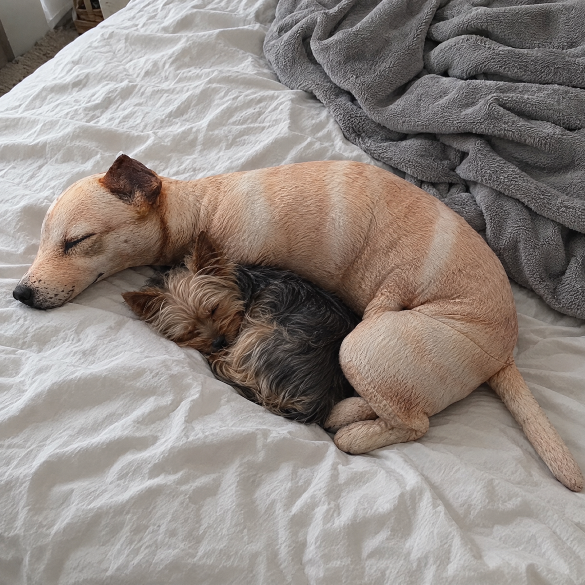 Real Dog