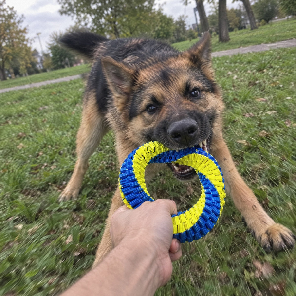 Teeth Cleaning Ring
