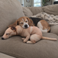 Real Dog