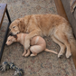 Real Dog