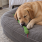 Calming Snake