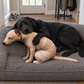 Real Dog