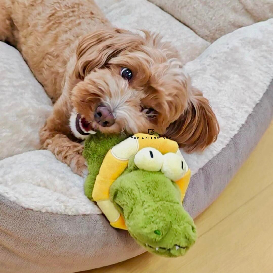 Calming Crocodile