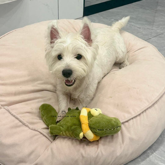 Calming Crocodile