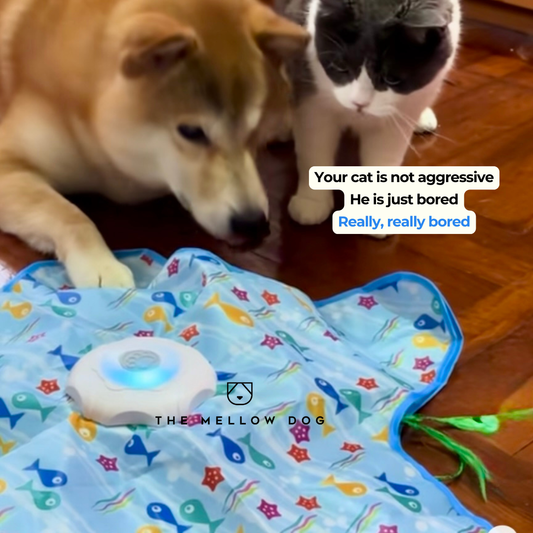 Teasing UFO (Cats)