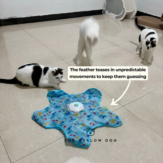 Teasing UFO (Cats)