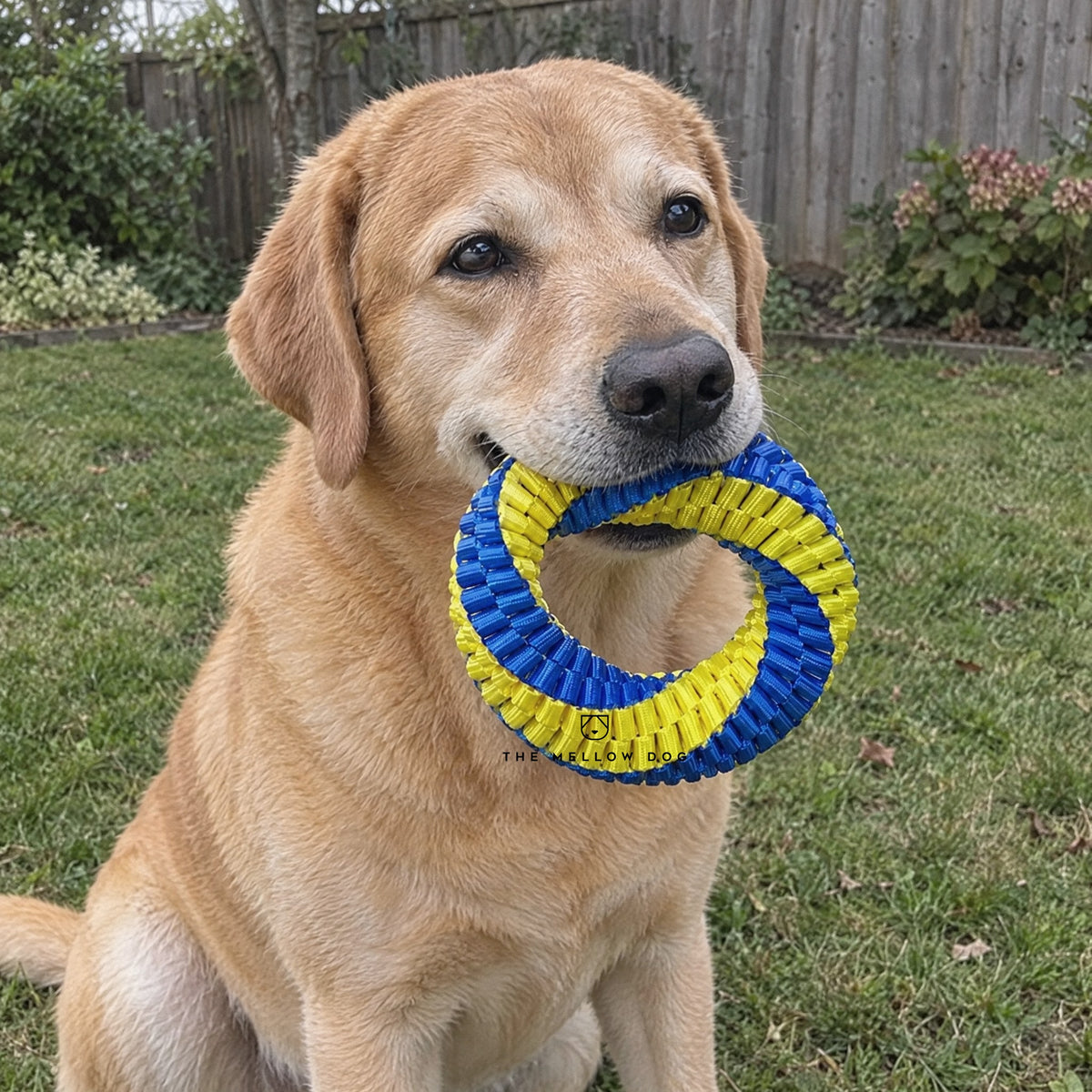 Teeth Cleaning Ring