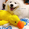 Calming Duck – The Mellow Dog