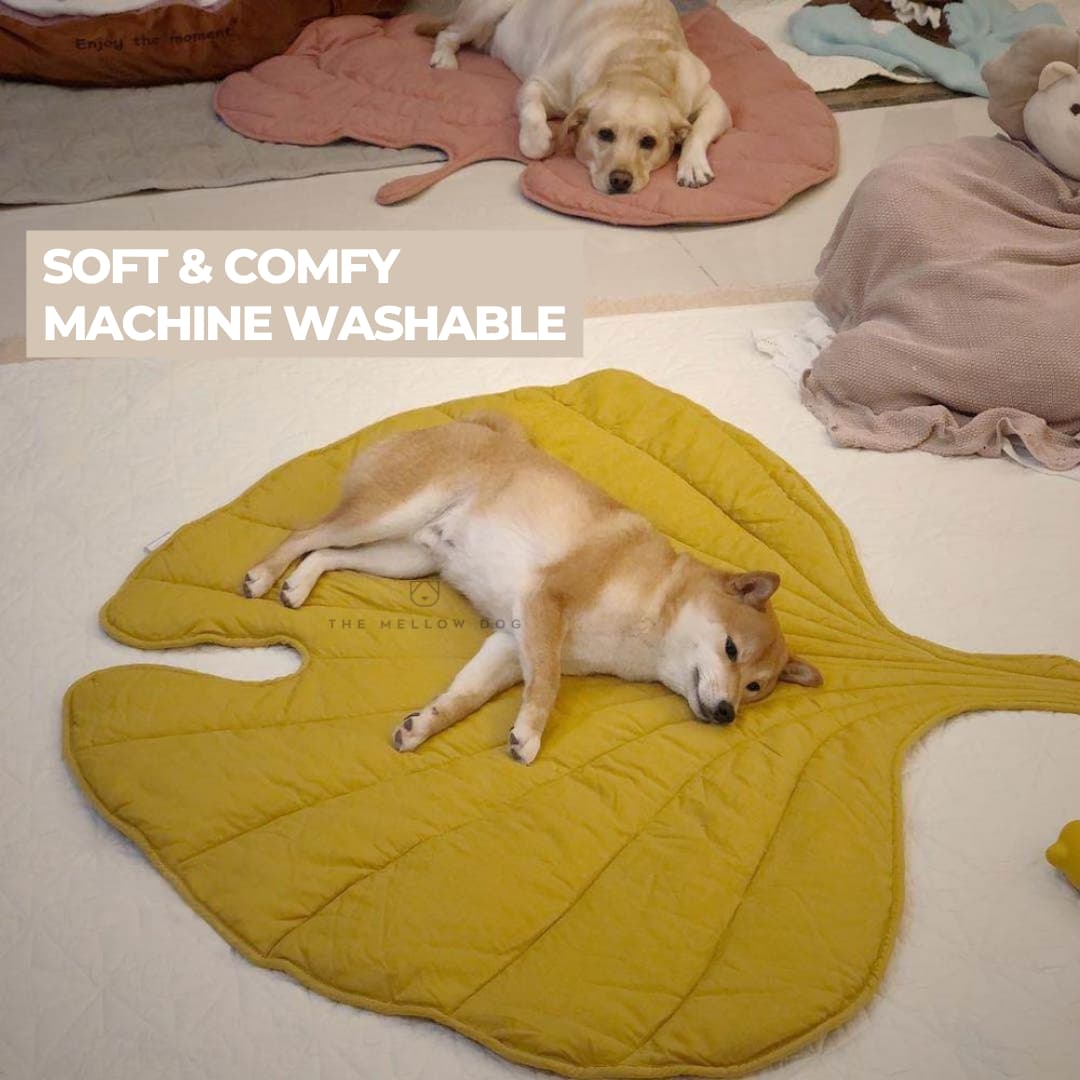 Machine washable best sale dog blanket