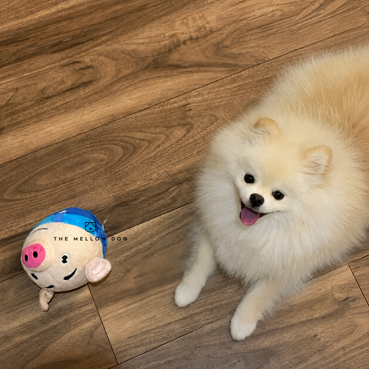 Pig Pig