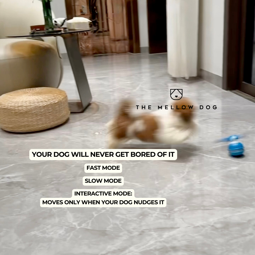 Motion Ball