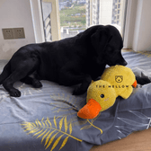 Calming Duck – The Mellow Dog