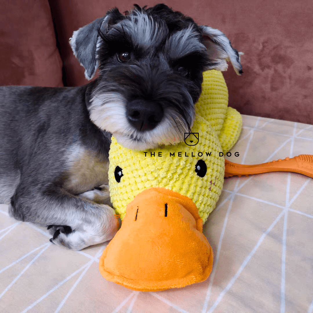 Calming Duck – The Mellow Dog