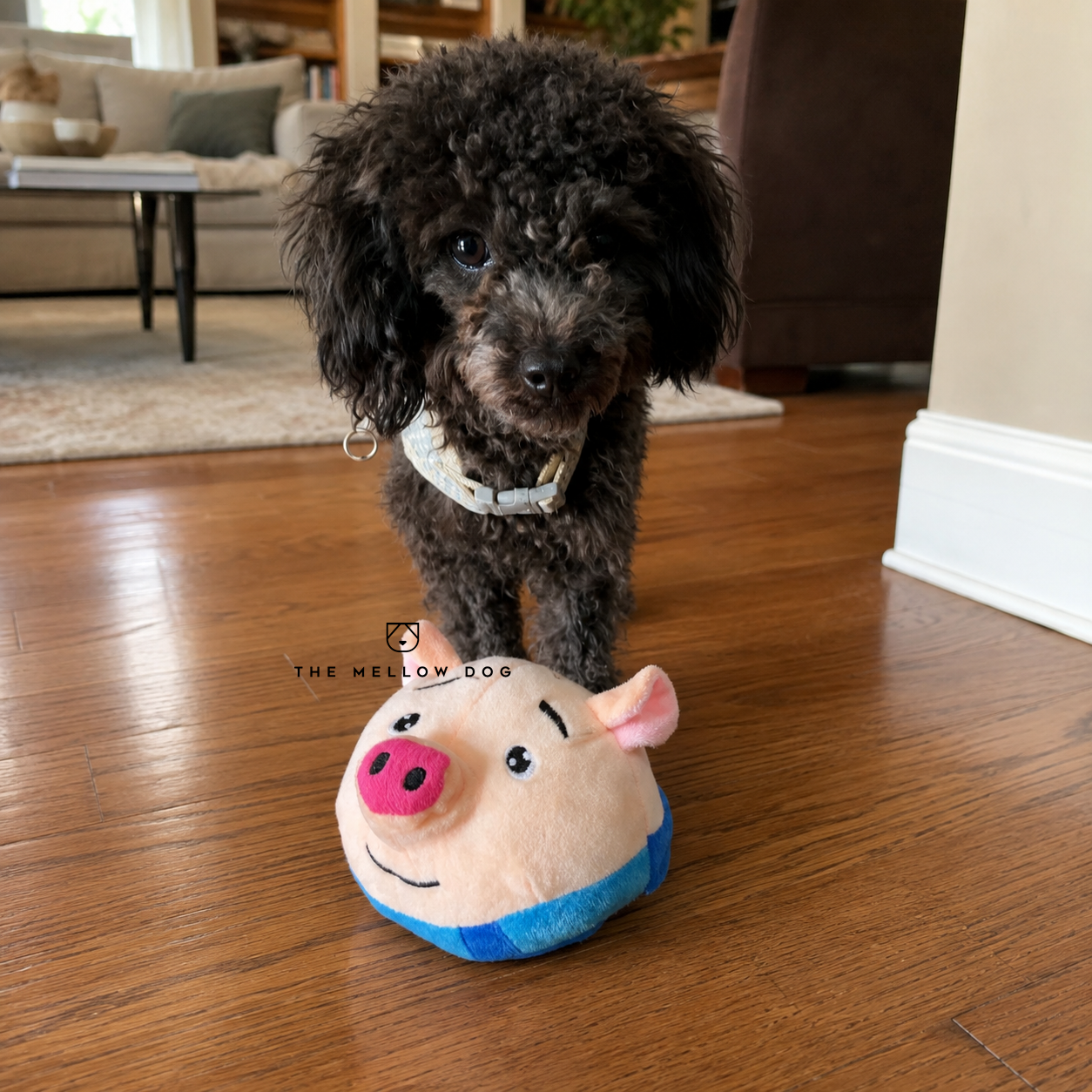 Pig Pig