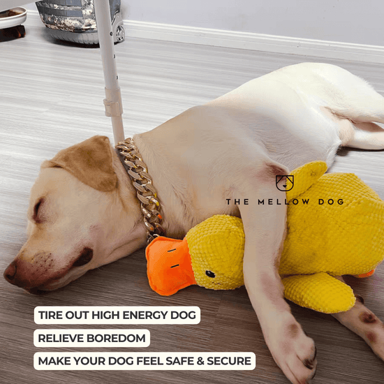 Calming Duck – The Mellow Dog