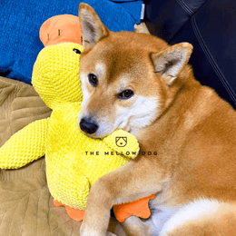 Calming Duck – The Mellow Dog