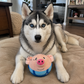 Pig Pig