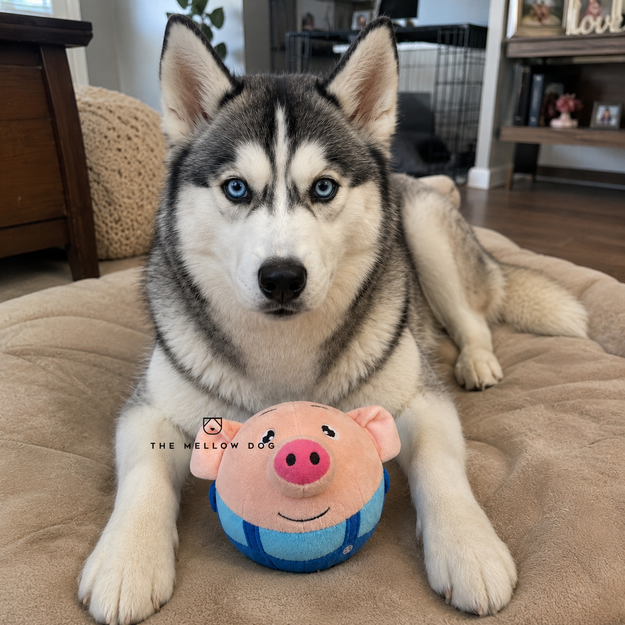 Pig Pig