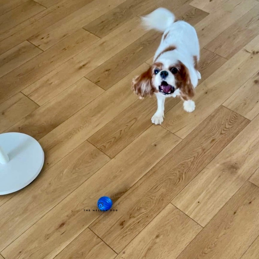 Self Rolling Smart Ball