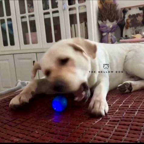 Self Rolling Smart Ball