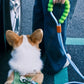 Bubblegum Leash