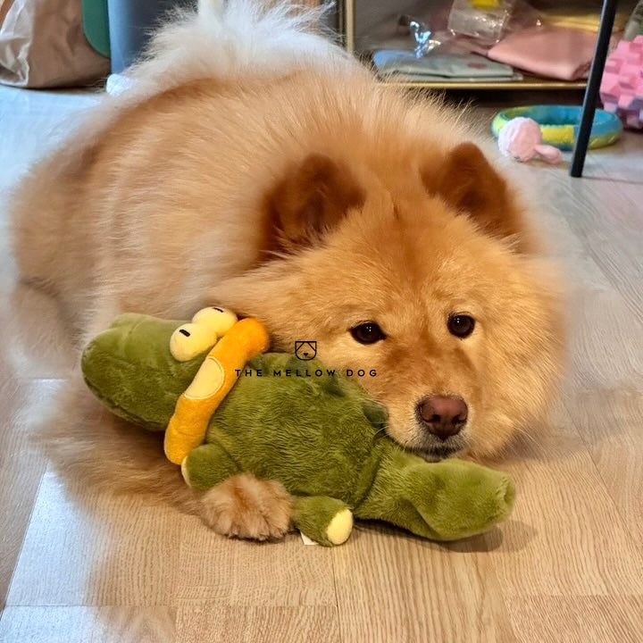 Calming Crocodile