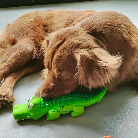 Calming Crocodile