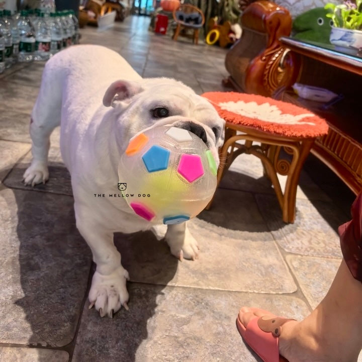 Calming Ball