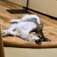 Calming Dachshund