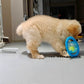 Frisball