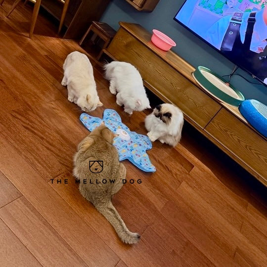 Teasing UFO (Cats)