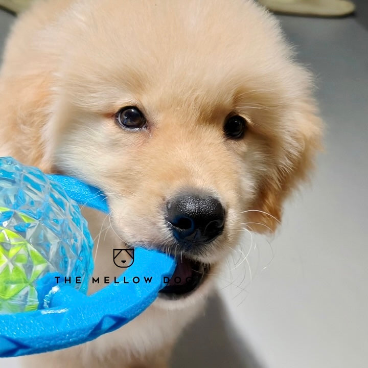 Frisball